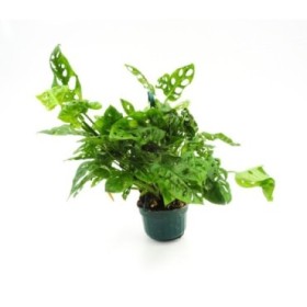 PHILODENDRON ANDERSONI PENJAR M20