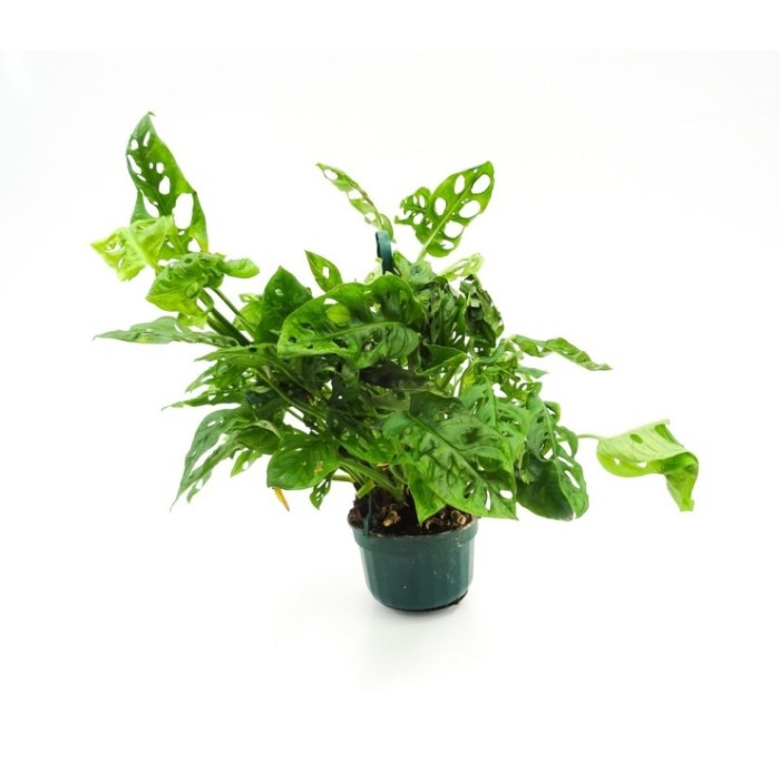 PHILODENDRON ANDERSONI PENJAR M20