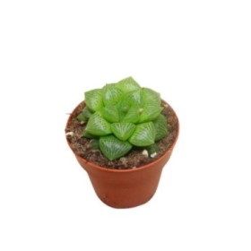 HAWORTIA  M 8.5 Comptoniana Hybride (Unitat)