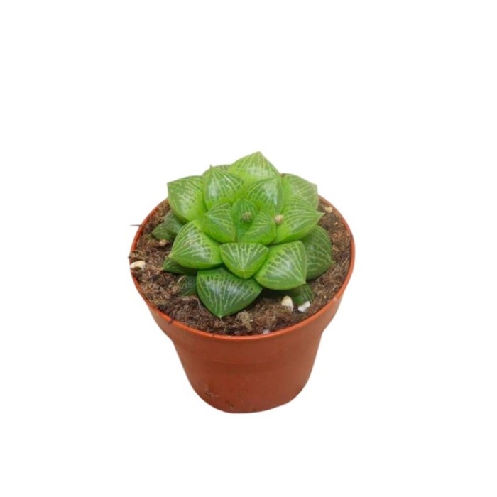 HAWORTIA  M 8.5 Comptoniana Hybride (Unitat)