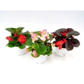 BEGONIA VIKING M19