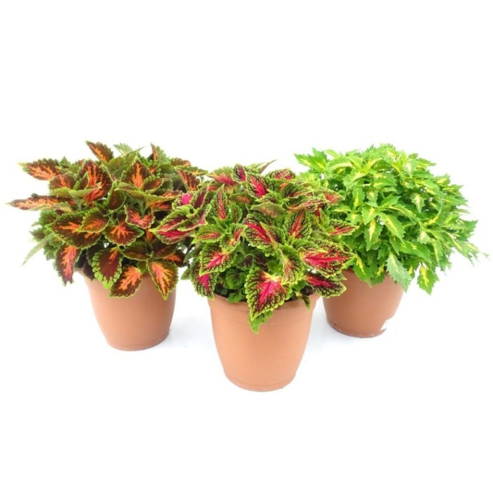COLEUS MAIN STREET M26 Deco