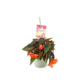 BEGONIA BELINA ORANGE T23 - PENJADOR