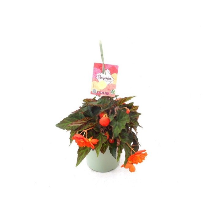 BEGONIA BELINA ORANGE T23 - PENJADOR