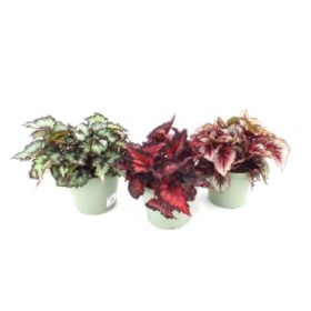 BEGONIA BELEAF M19