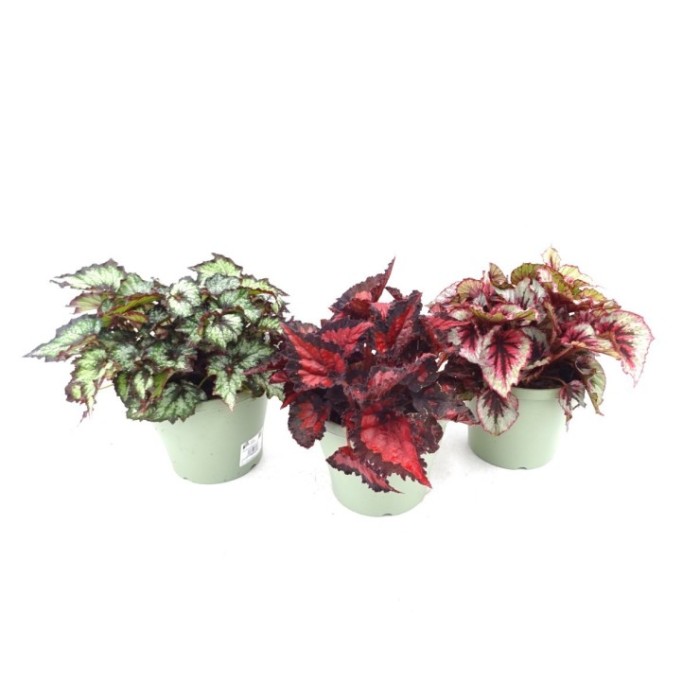 BEGONIA BELEAF M19