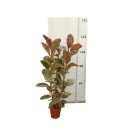 FICUS BELICE  M22 120cm 3 Cañas