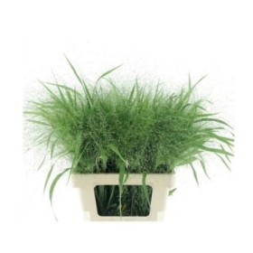 FLOR, PANIC FOUNTAIN 70cm. x10 tiges