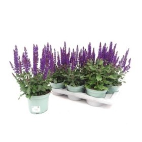 SALVIA NEMOROSA M17
