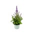SALVIA NEMOROSA M17