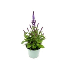 SALVIA NEMOROSA M17