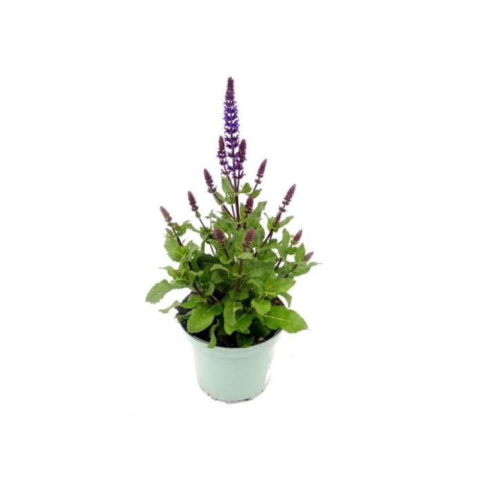 SALVIA NEMOROSA M17