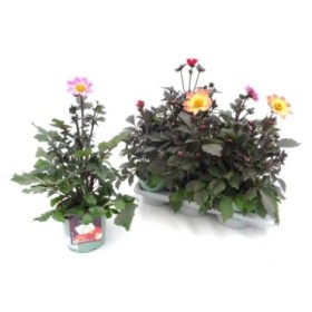 DAHLIA DARK LEAF M17