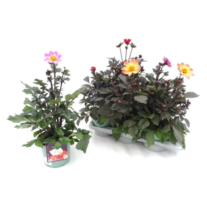 DAHLIA DARK LEAF M17