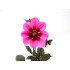DAHLIA DARK LEAF M17