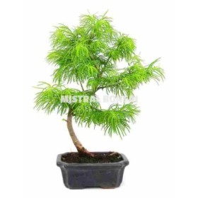 BONSAI 7 AÑOS PSEUDOLARIX AMABILIS