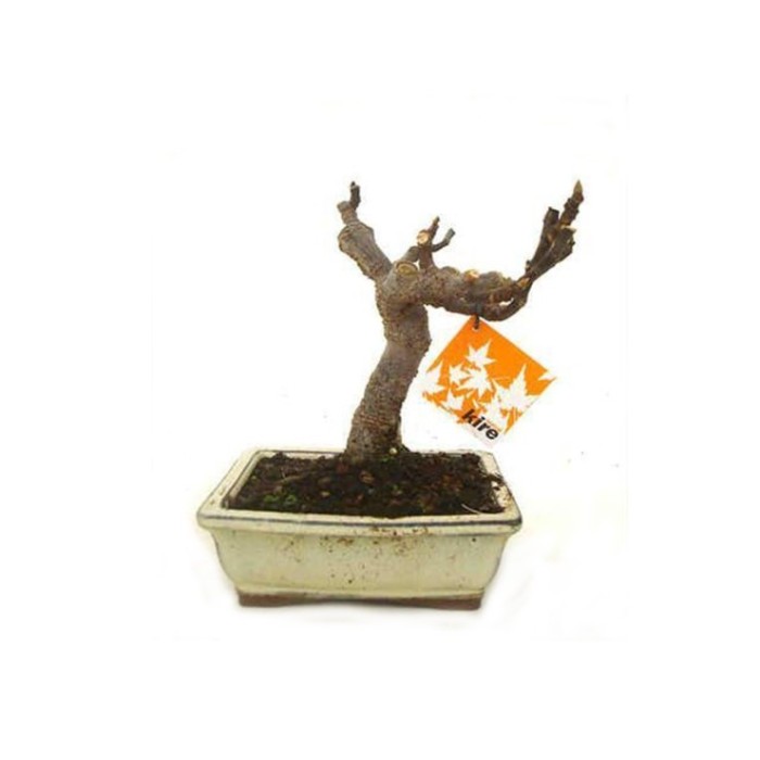 BONSÁI  7 ANYS FICUS CARICA