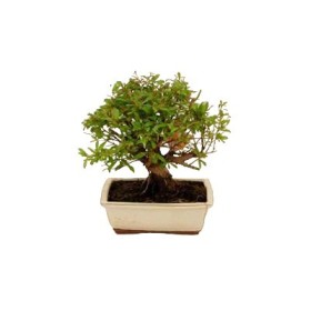 BONSÁI  8 ANYS PUNICA GRANATUM