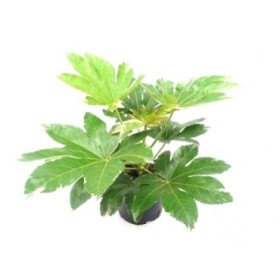 FATSIA JAPONICA VARIEGATA 5L