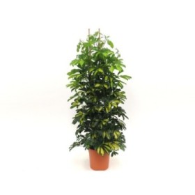 SCHEFFLERA  M29- GRUPO