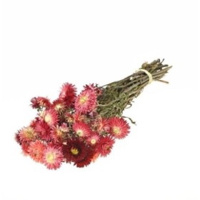 F.SECA, Helichrysum rojo ruby CRAFT