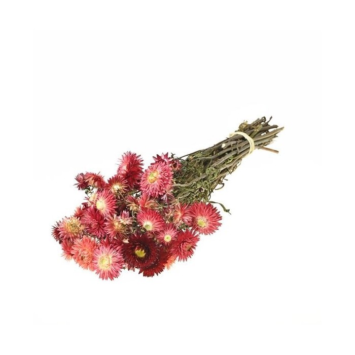 F.SECA, Helichrysum vermell ruby CRAFT