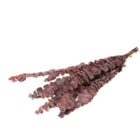 F.SECA, Eucalyptus baby preservado rojo 10 55cm