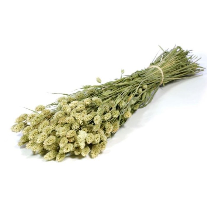 F.SECA, Phalaris natural verd CRAFT