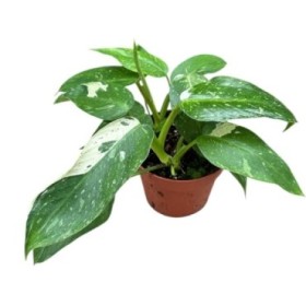 PHILODENDRON M17 JOSE BUONO