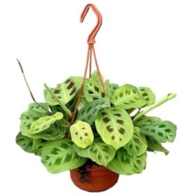 MARANTA LEUCONEURA M15 Ligt Veins Colgar