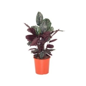 CALATHEA  M27-90cm.  ORNATA