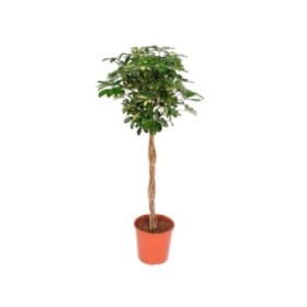 SCHEFFLERA  BOLA  M30-160cm.