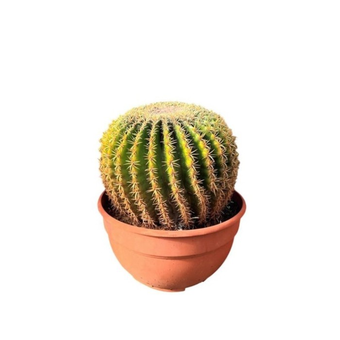 ECHINOCACTUS GRUSONII M30 H30 Brevispinus