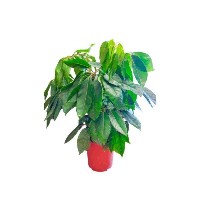 SCHEFFLERA ACTINOPHYLLA  M35