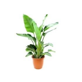 STRELITZIA AUGUSTA M40