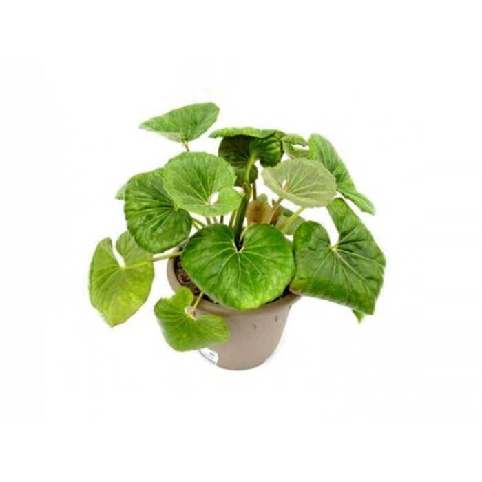 FARFUGIUM GIGANTEUM 10L