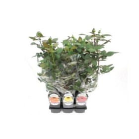 ROSAL MEILLAND 3L - PERFUMADO