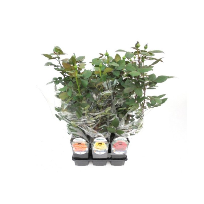 ROSAL MEILLAND 3L - PERFUMADO