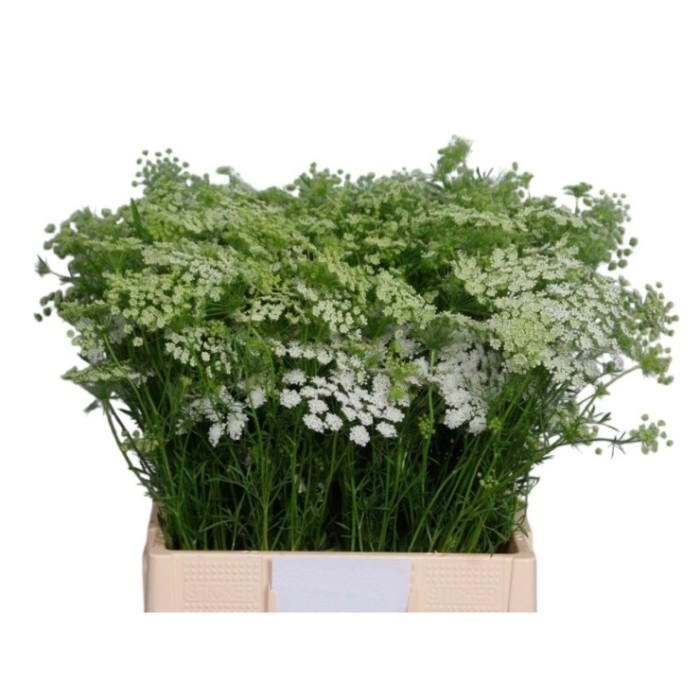 FLOR, AMMI MAJUS x5 tiges.