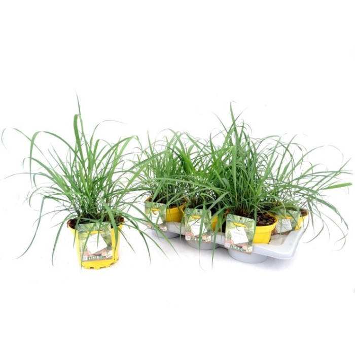 CYMBOPOGON CITRATUS M17 - CITRONELLA