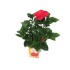HIBISCUS ROSA-SINENSIS M17