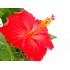 HIBISCUS ROSA-SINENSIS M17