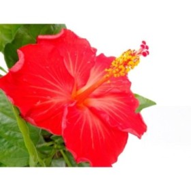 HIBISCUS ROSA-SINENSIS M17