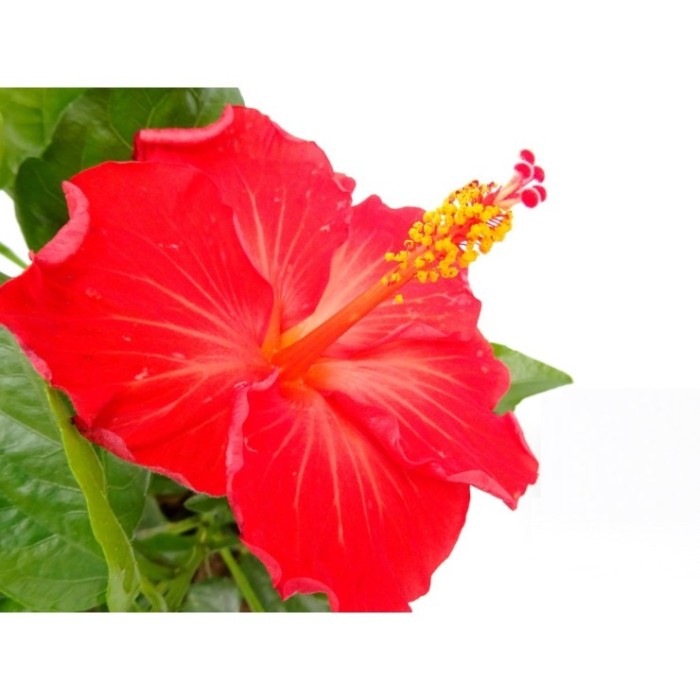 HIBISCUS ROSA-SINENSIS M17