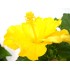 HIBISCUS ROSA-SINENSIS M17