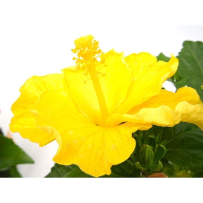 HIBISCUS ROSA-SINENSIS M17