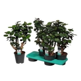 POLYSCIAS FABIAN  M17- 65cm.  negre