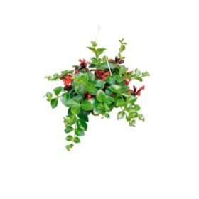 AESCHYNANTHUS  PENJAR M20 curts  Sr.