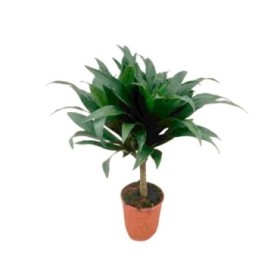 DRACAENA COMPACTA  1-tronco  M12