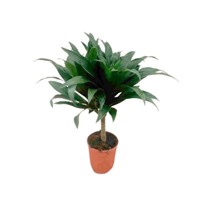DRACAENA COMPACTA  1-tronc  M12
